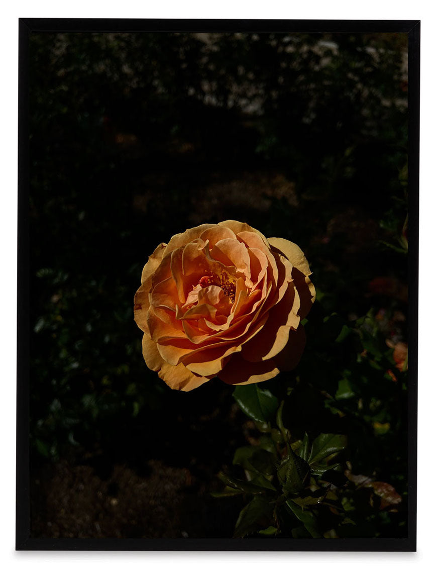 Untitled IV by Curtis Buchanan