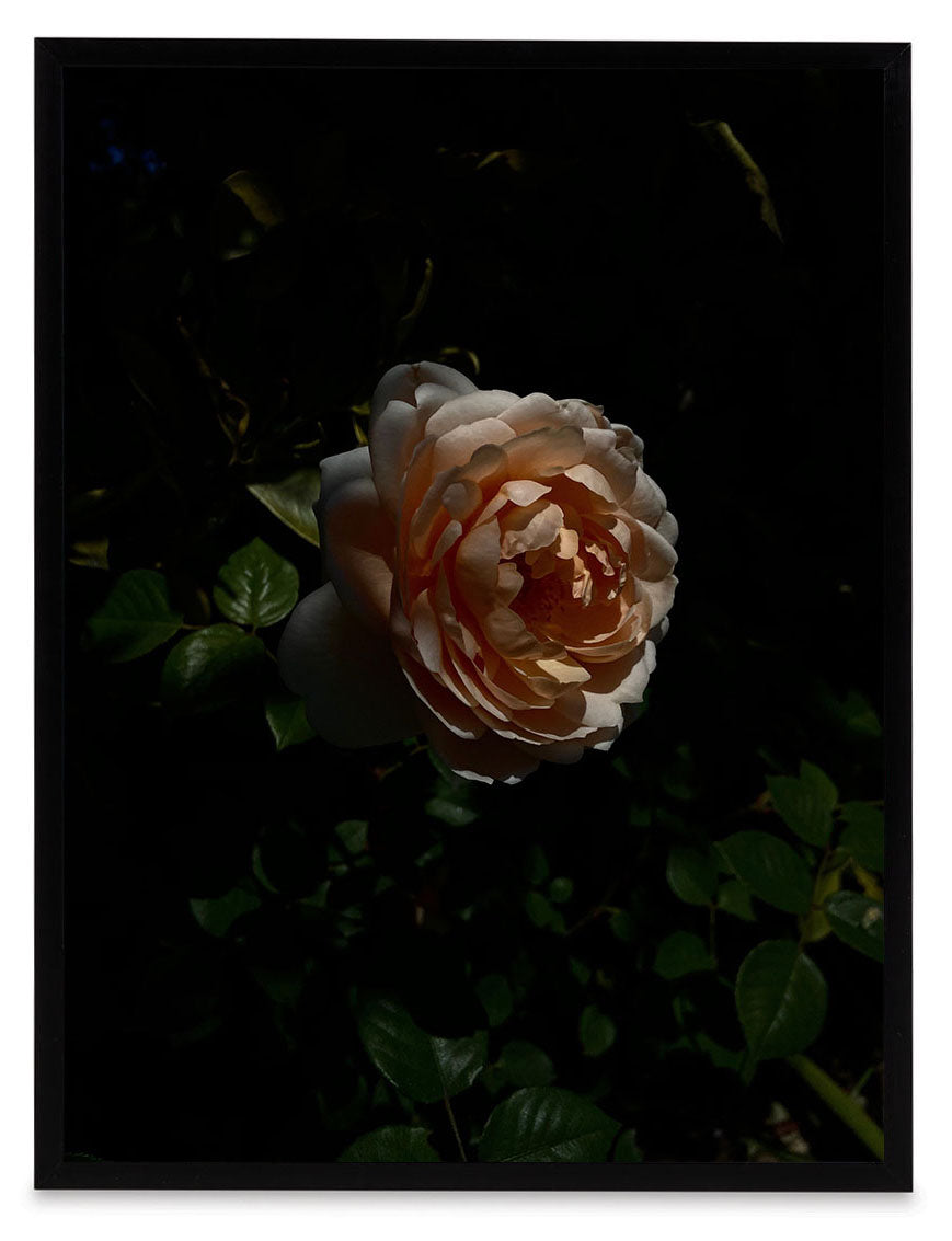 Untitled V by Curtis Buchanan